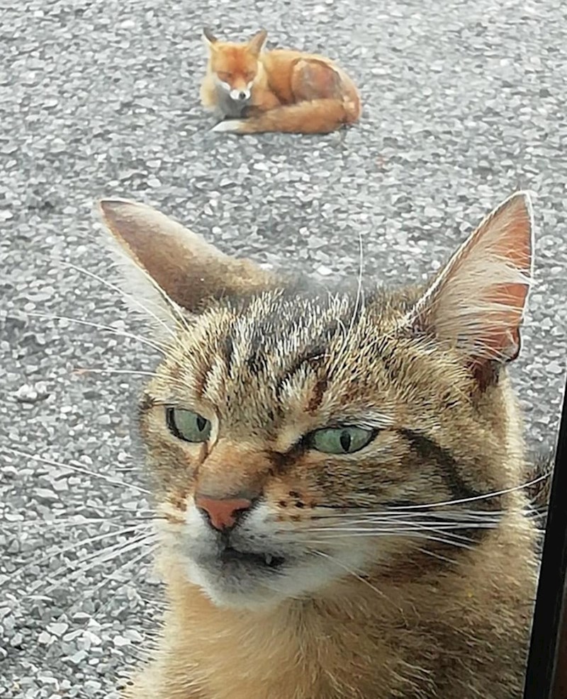 Divili smo se lisici, naša mačka nije oduševljena