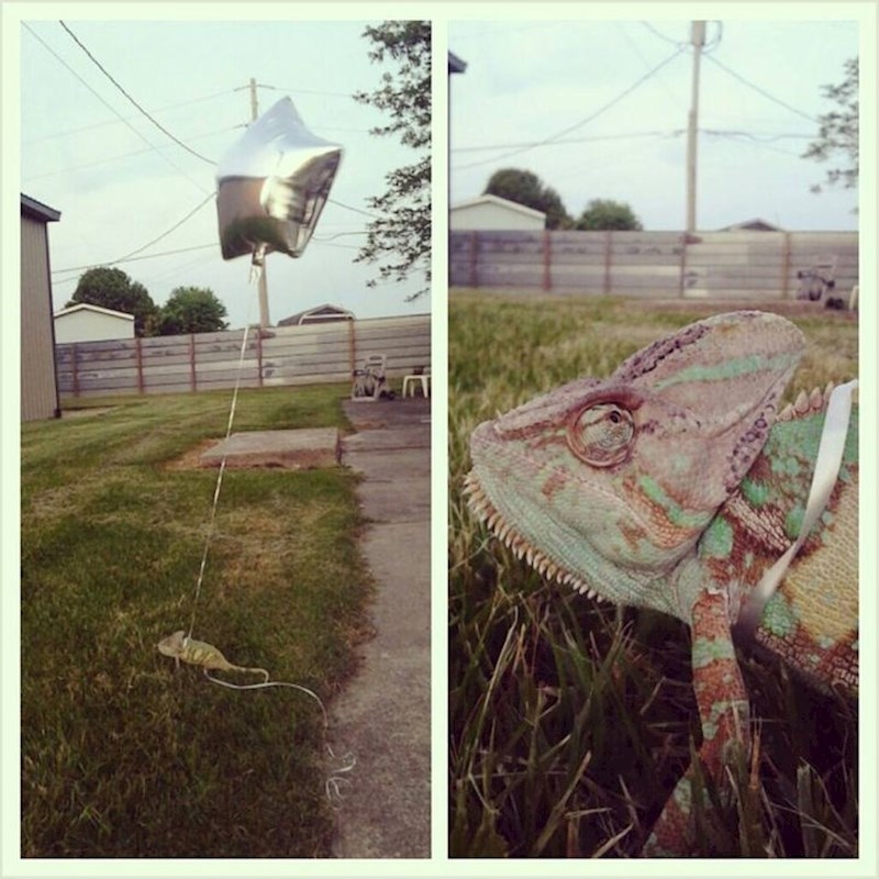 Ne želi izgubiti svog kameleona pa se snašao na ovaj način