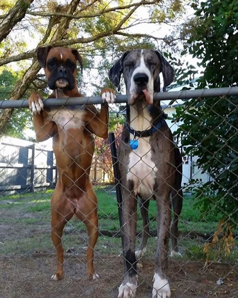 Dva znatiželjka promatraju susjedstvo