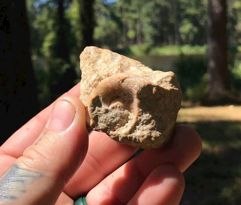 Pronašao je fosil školjke star stotine tisuća godina