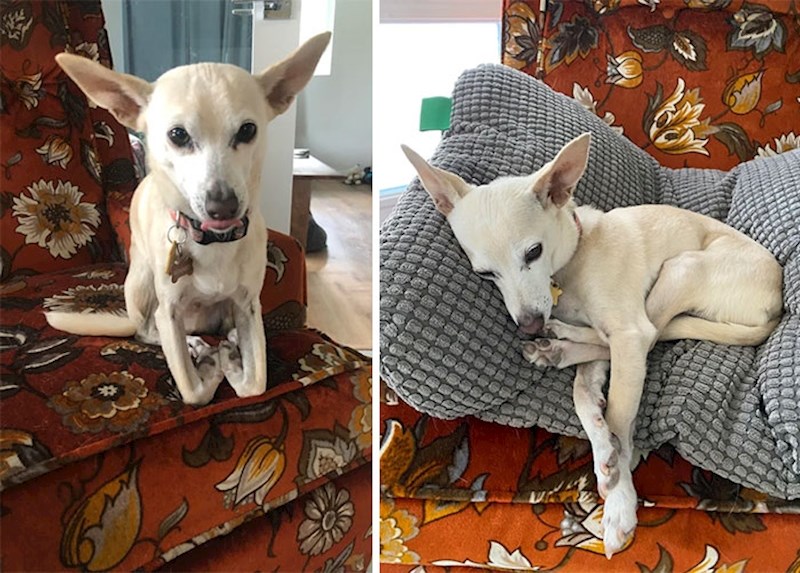 Mislim da moj psić nije siguran kako se služiti nogama