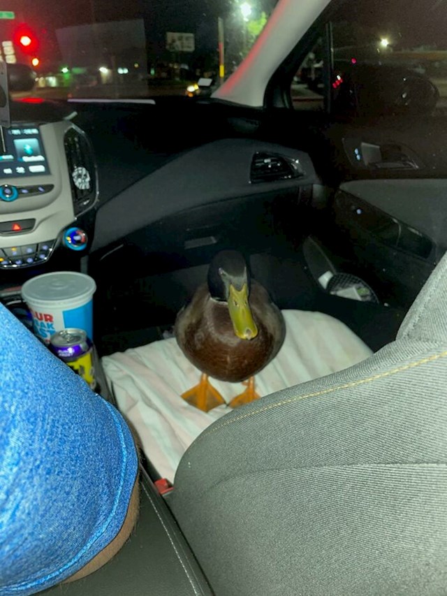 Ušao sam u Uber, vozač je prevozio patku