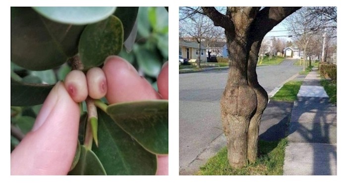 13 dokaza da majka priroda ima nestašnu stranu