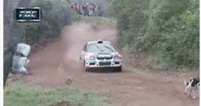 Ovo je najsretniji pas na svijetu, pukom srećom je izbjegao sigurnu smrt