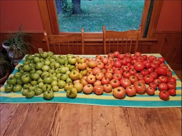 Sve razine zrelosti rajčice