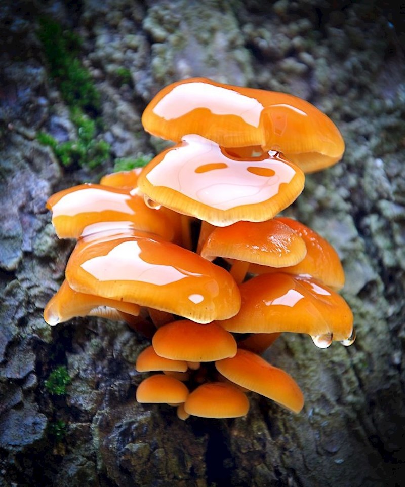 Glijive kao slasne karamele