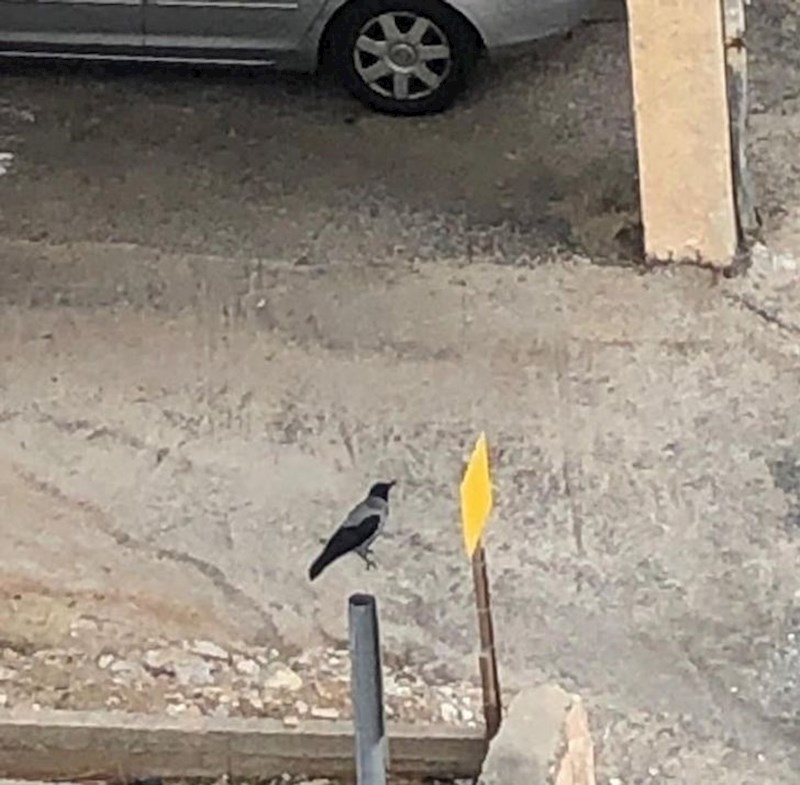 Uhvaćena u skoku, a izgleda kao da je loše photoshopirana