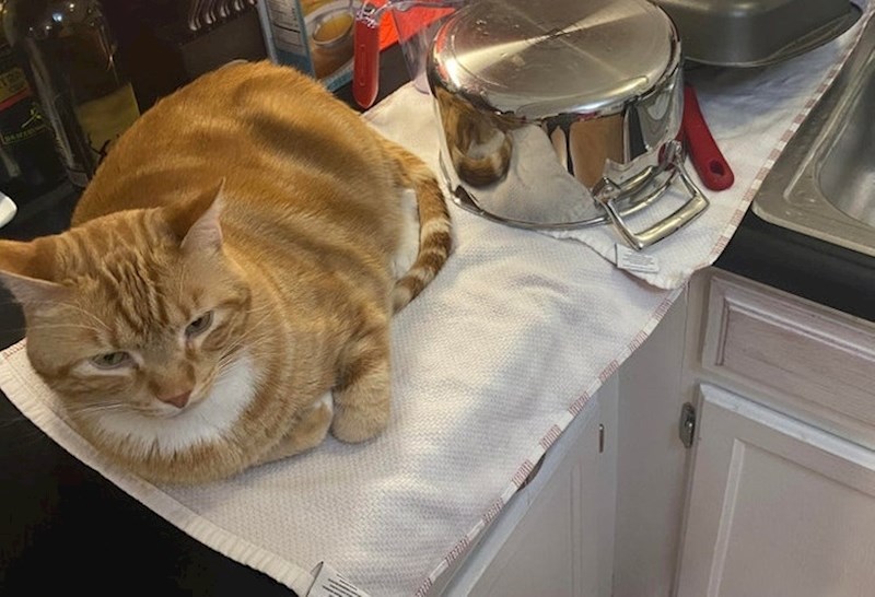 Ne prihvaća da su ovi ručnici samo za sušenje suđa