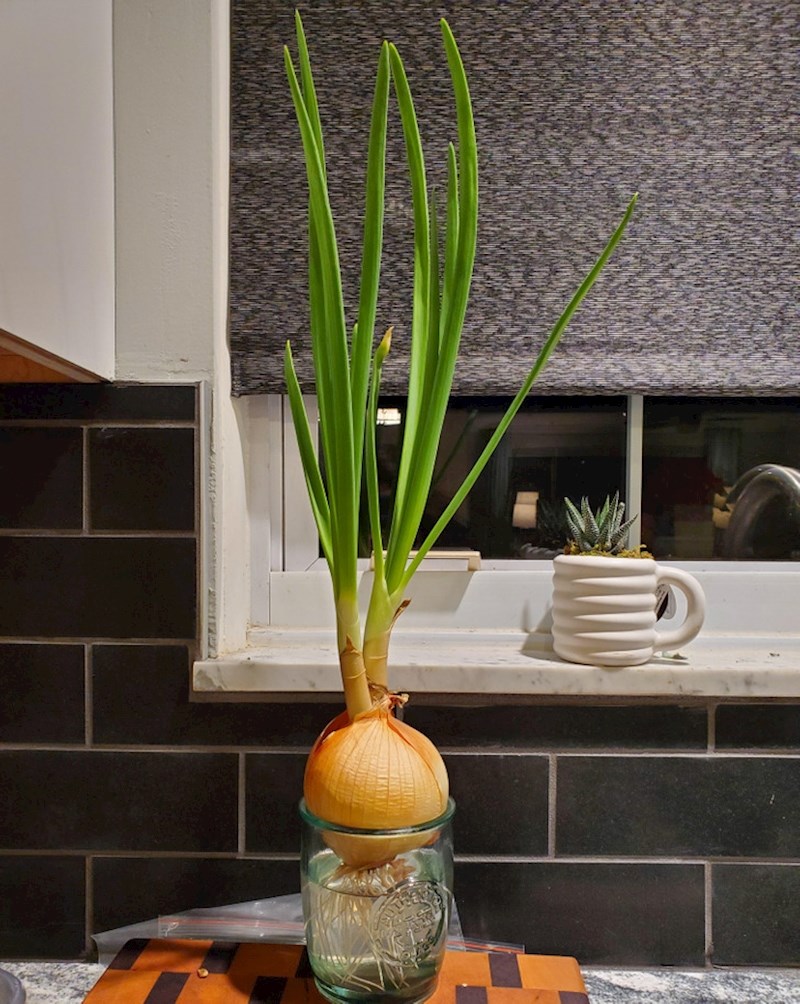 Proklijao mi je luk pa me zanimalo dokle misli ići