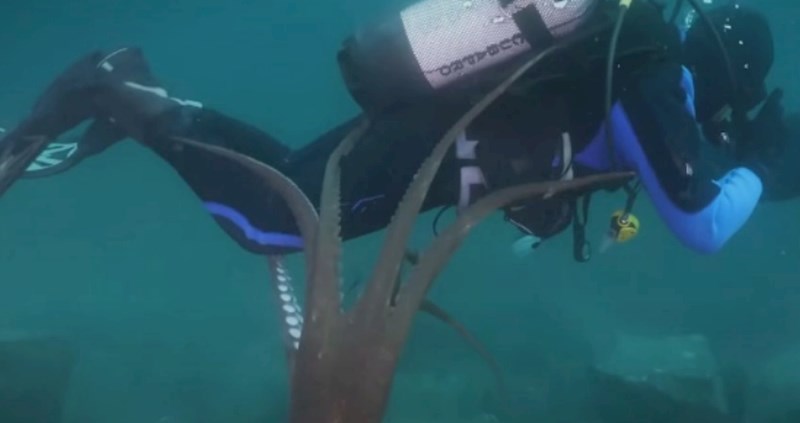 Nakon ovog viralnog videa, držat ćete se plićaka: Ovi ljudi su doživjeli iznenađenja u moru