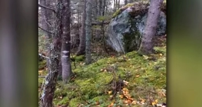 Facebookom se širi navodni video potresa u šumi, ne nasjedajte. Evo objašnjenja
