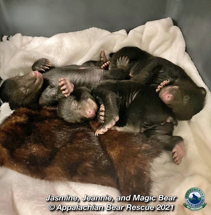 Medvjedići su spašeni i hitno prebačeni u veterinarsku ambulantu