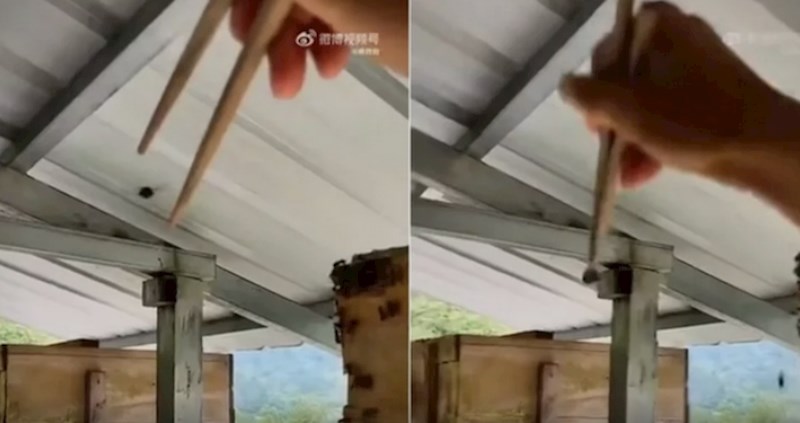 Tip pokazao kako se u Kini love stršljenovi, ljudi su u šoku zbog snimke