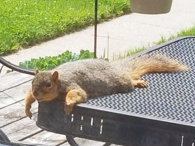 Vjeverica kojoj je dosta svega