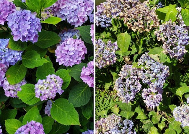 Snimka cvijeta prije i poslije toplinskog udara