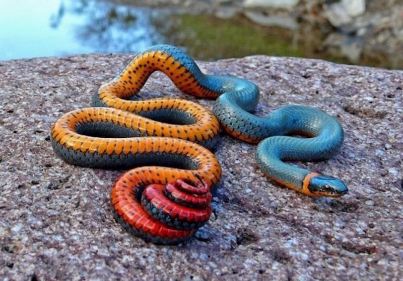 Zmija kojoj se možete samo diviti (ali ne i dirati ju)