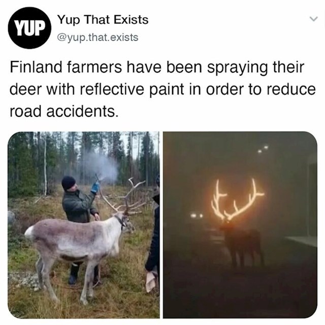 Farmeri u Finskoj prskaju reflektirajuću boju na rogove jelena kako bi smanjili broj prometnih nesreća prouzrokavanih smanjenom vidljivošću