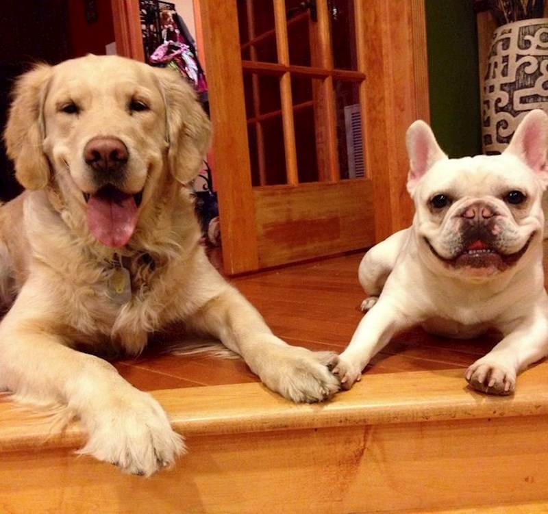 Moji psi se vole držati za ruke i smiješiti