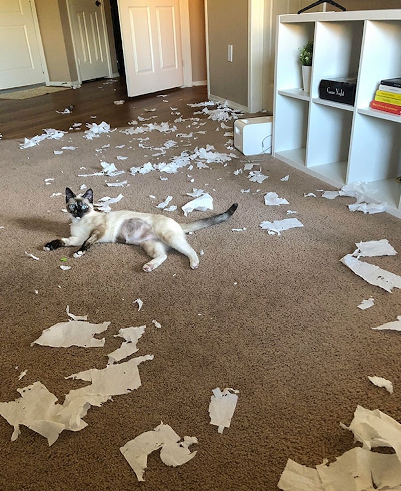 I onda je malo prilegla usred svega ovoga