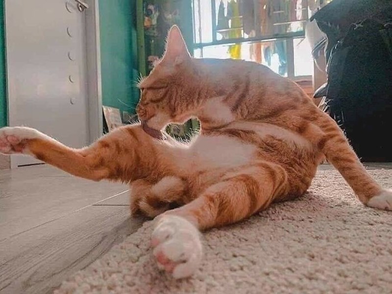 Maca vam šalje srce