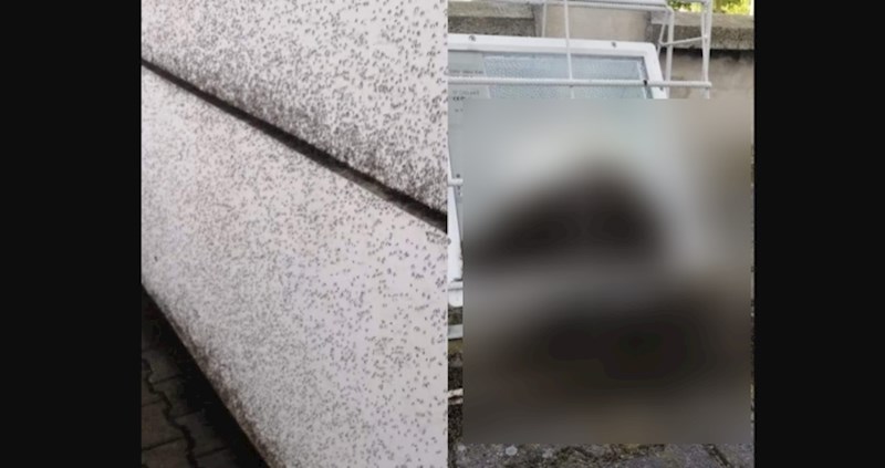 Ljudi masovno dijele ovu fotku iz Osijeka, šokirat će vas što se na njoj nalazi