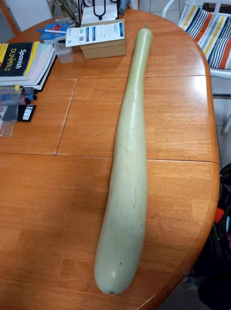 14. Bizarno velika tikva koju je moj prijatelj našao u vrtu