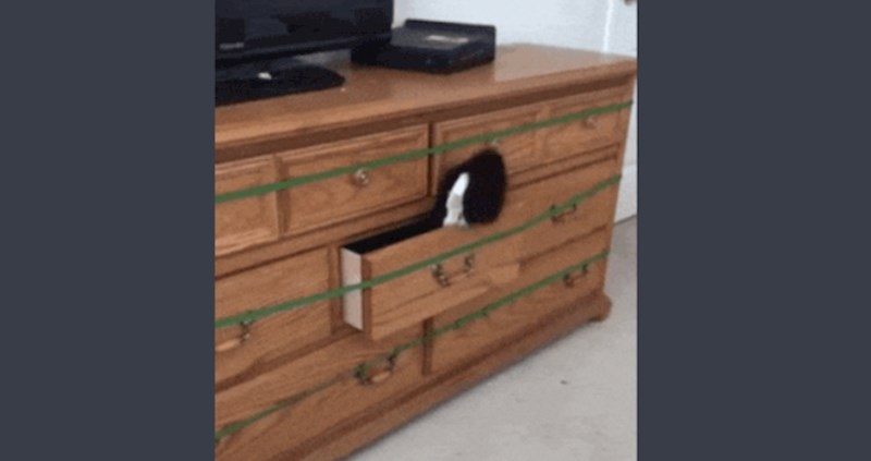 Ultimativni dokaz da su mačke sastavljene većim dijelom od tekućine, jer kako inače objasniti ovo