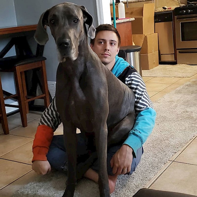 Muž i ja smo sjedili na podu i pričali kad se naša doga odlučila smjestiti njemu u krilo