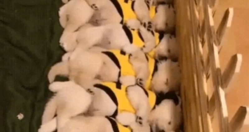 10 uspavanih psića budi se u istom trenutku, nemoguće da postoji išta slađe