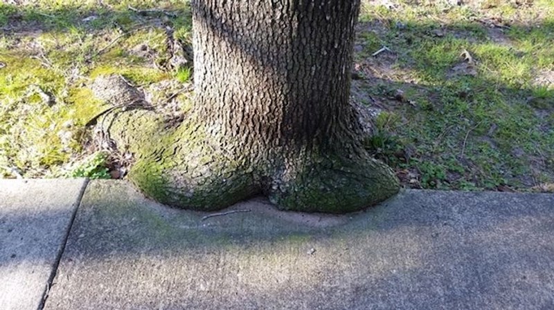 Ovo drvo je toliko umorno da je malo sjelo da se odmori