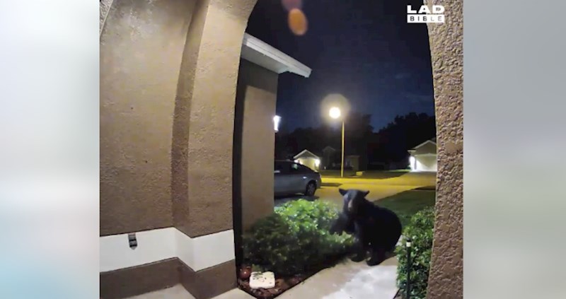 10 nevjerojatnih snimki uhvaćene sigurnosnim kamerama na kućama