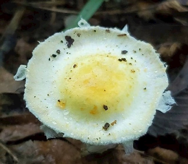 Gljiva kojja izgleda kao frigano jaje