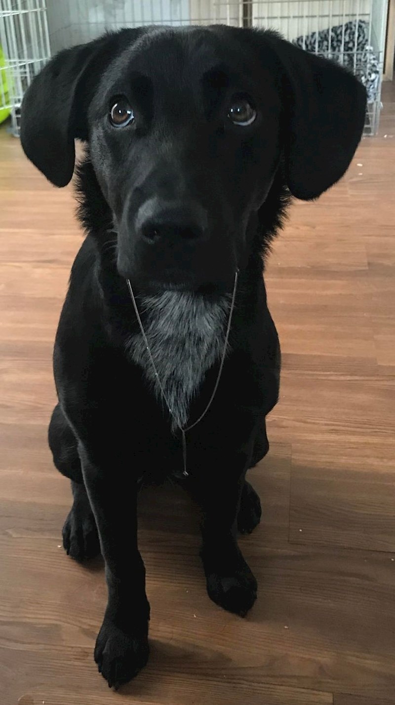 Ovo nije ogrlica, slina iz usta se spojila dok čeka poslasticu