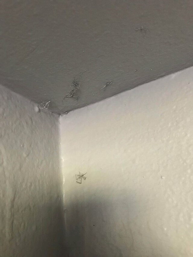Ovako je stanodavac riješio problem s paucima