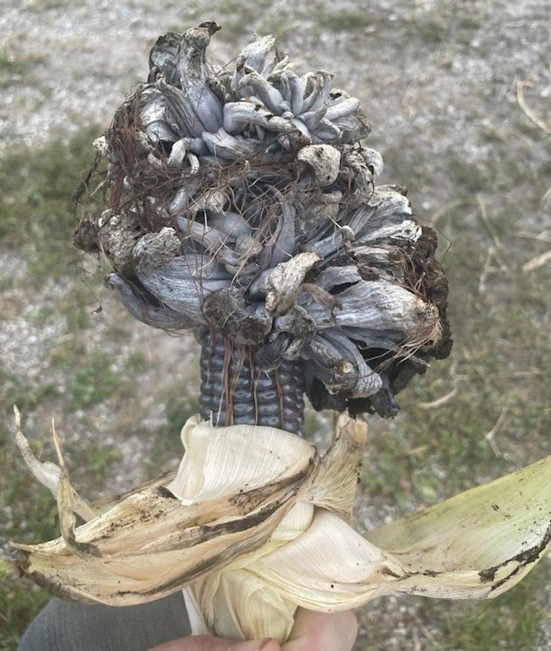 Prirodno uzgojen kukuruz