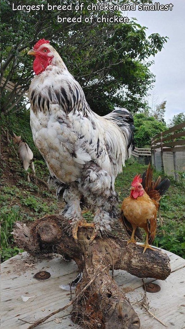 Najveća i najmanja vrsta kokoši na svijetu