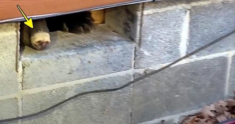 Čovjek je išao provjeriti cijevi ispod kuće, ono što je pronašao rastopit će vam srce