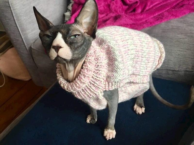 Često im je hladno..