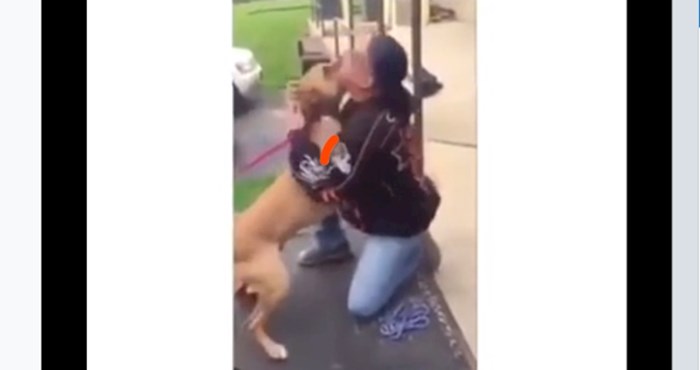 Reakcija ovog psa pokazat će vam da je pas čovjekov najbolji prijatelj