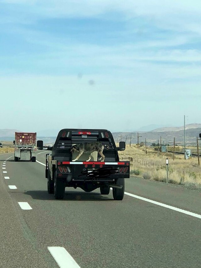 Vozi psa bez zaštite autocestom