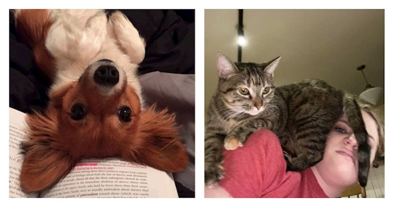 Kućni ljubimci koji ne poštuju osobni prostor