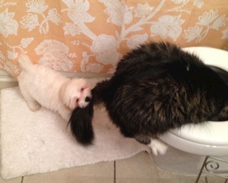 Nemoj to uraditi! Imaš za što živjeti!