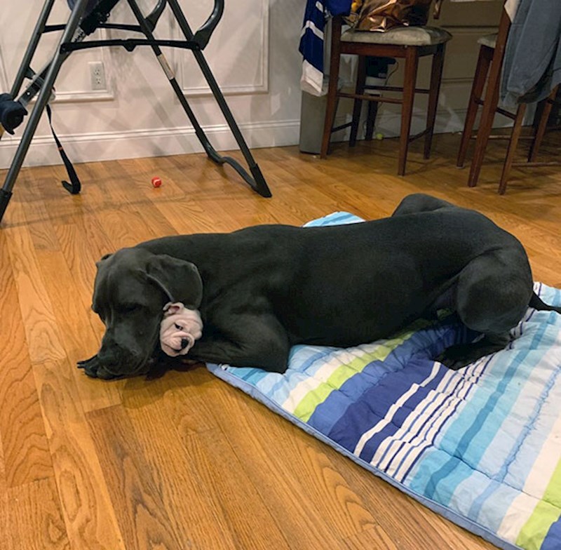 Moja dva psa zagrljena