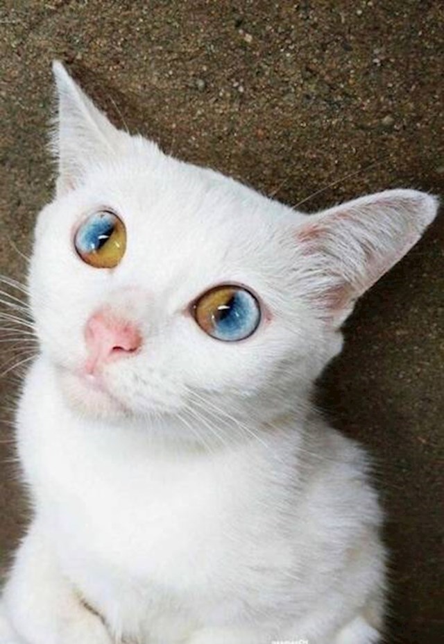 Maca s nevjerojatno lijepim očima