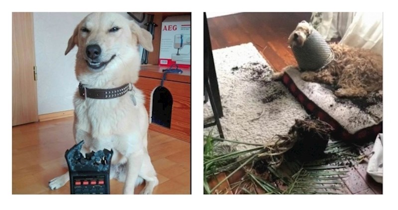 Ljubimci uhvaćeni na (ne)djelu