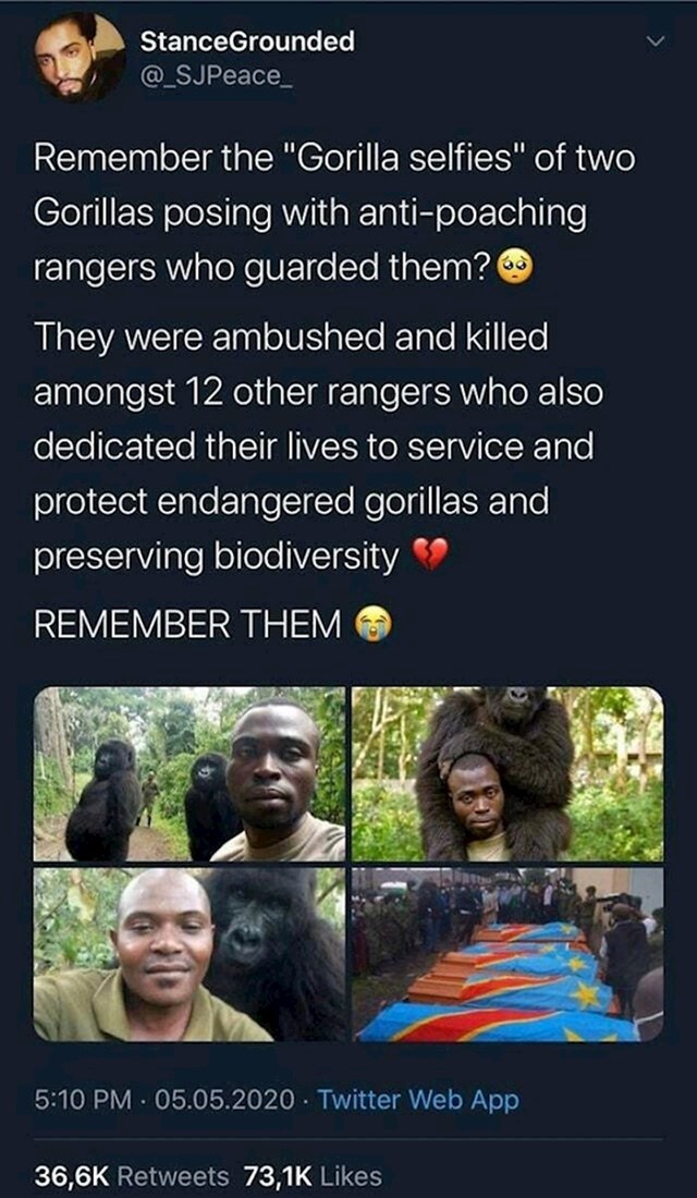 Brinuli su se za gorile, krivolovci su ubili i njih i životinje