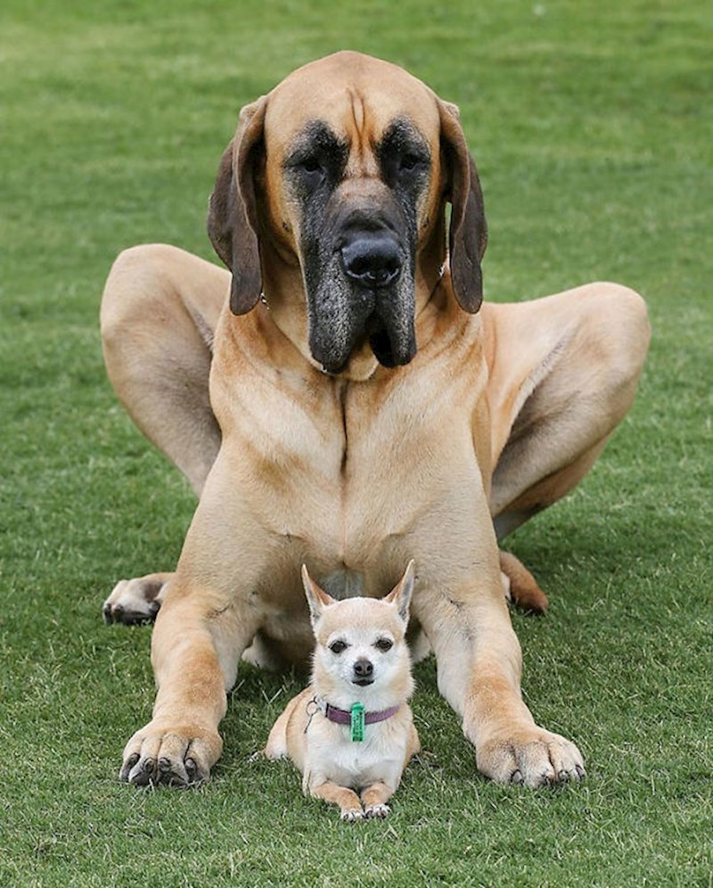 2 najbolja prijatelja: Doga Ryder koja ima 87 kg i Ally Chihuahua koja teži 2 kg