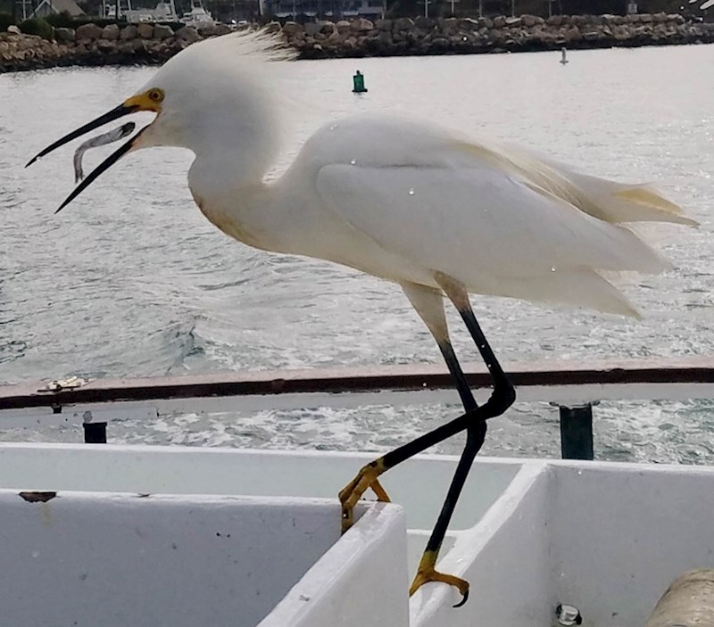 Slikao sam trenutak kad mu je riba uletjela u usta