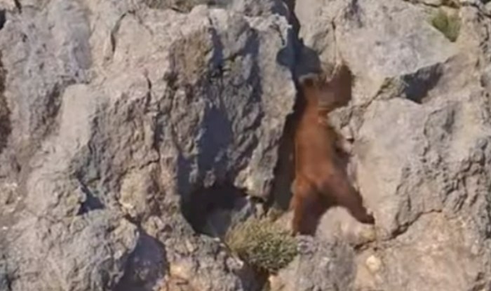 Video iz Hrvatske opet se širi internetom: pogledajte kojom brzinom se medvjed penje na stijenu