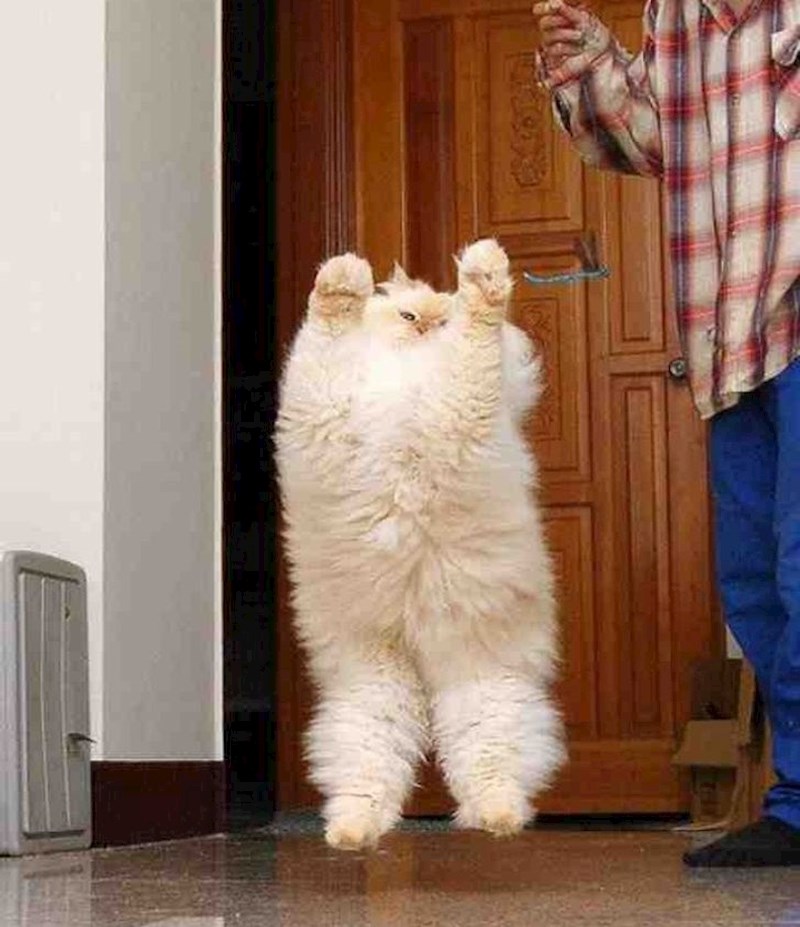 Naj-fluffy mačka na svijetu